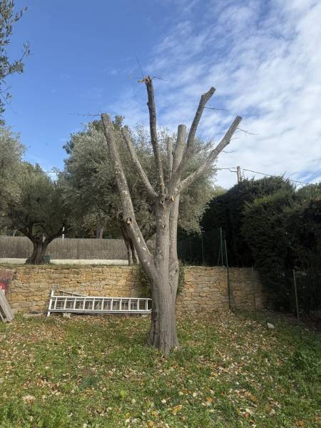 Taille d’un tilleul au Castellet dans le Var