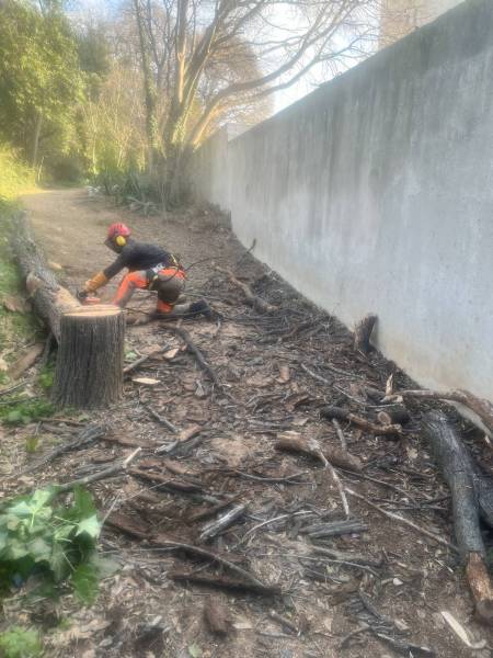 Prix pour l'abattage d’un arbre mort avec évacuation à Hyères près de Bormes les Mimosas