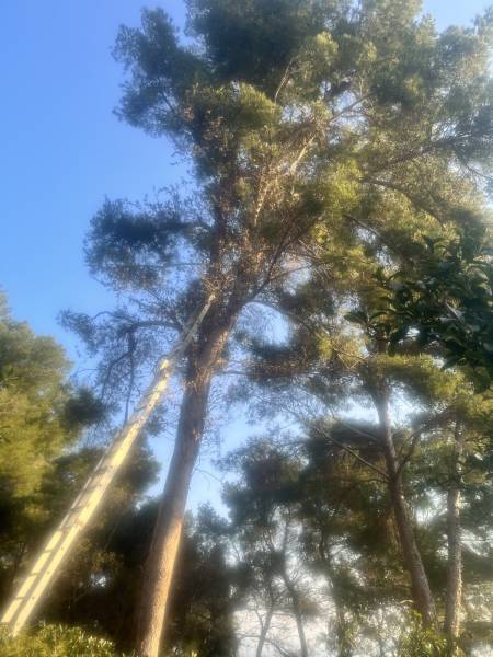 Faire appel à un jardin professionnel pour élaguer un pin dans un jardin