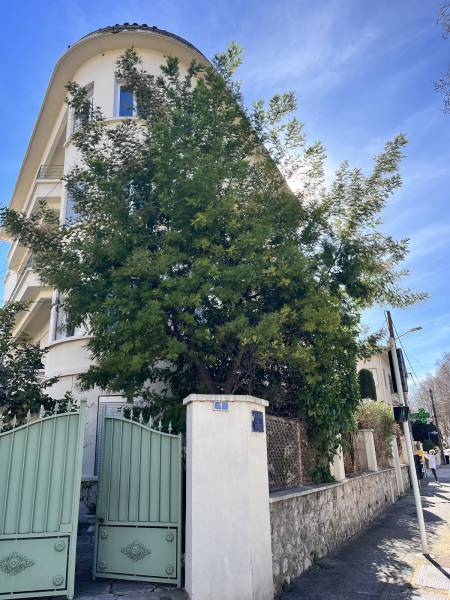 Entretien et taille d'un arbre mimosa à Toulon 83