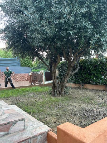 Faire appel à notre expertise pour tailler votre olivier à Toulon près de Hyères