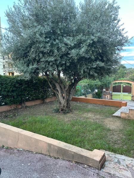 Jardin avant pose de gazon synthétique et avant la taille d'un olivier