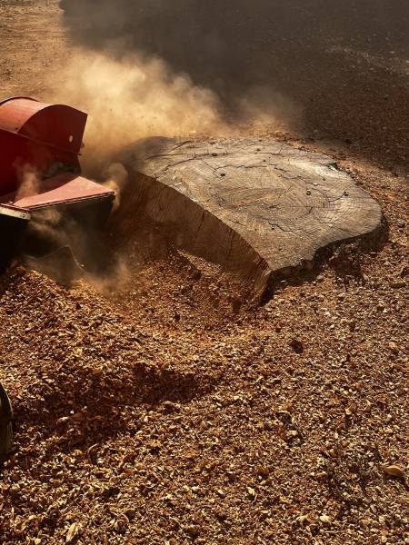 Abattement d'un arbre à l'aide d’une rogneuse à souche