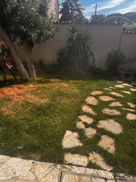 Abattage d’un frêne à Toulon dans le Var