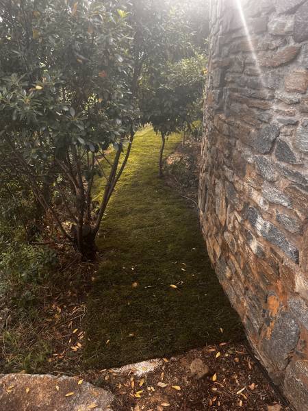 Plantation d'une pelouse en rouleau naturelle