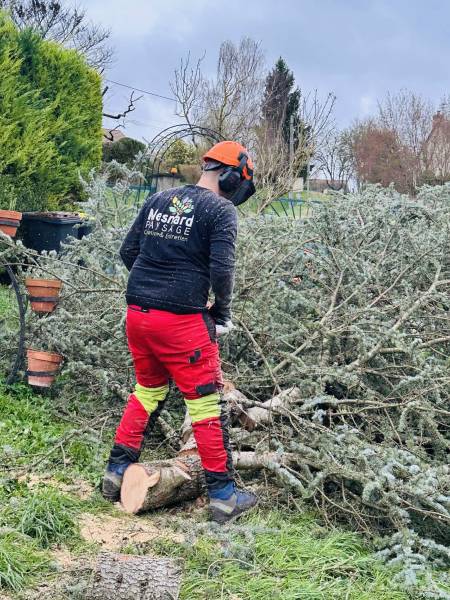 Abattage d’un cèdre bleu menaçant de tomber sur une maison à Genillé à côté de Loches