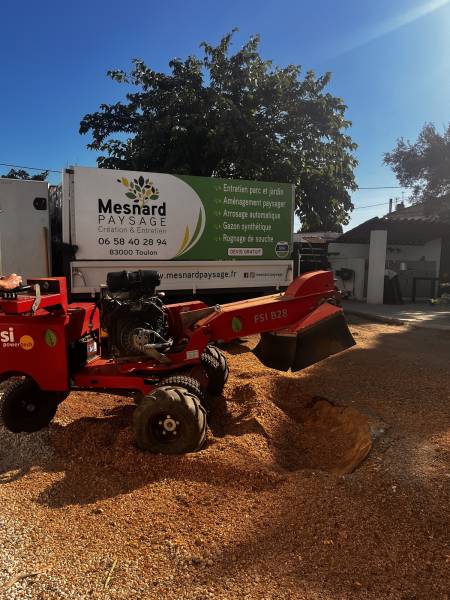 Destruction d'une souche à Toulon