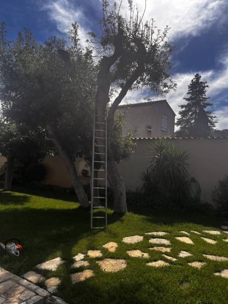 Abattage d'un arbre mort dans un jardin à Toulon