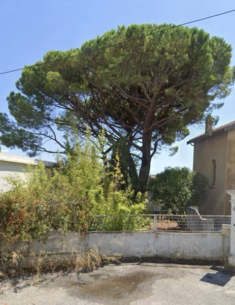 Pins à élaguer et à abattre dans le Var