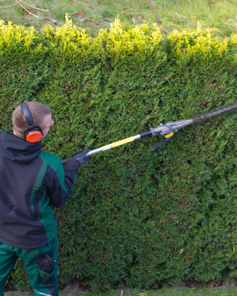 Faire appel à un jardinier professionnel pour tailler vos haies de thuya à Amboise en Indre et Loire