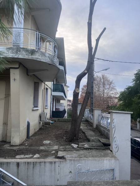 Remise en état d’un jardin avec la taille d’un acacia à La Seyne sur mer dans le Var