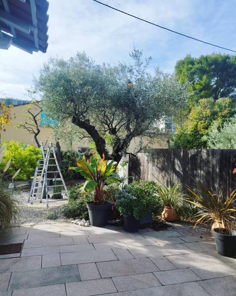 Taille d'un olivier dans un jardin dans le 83