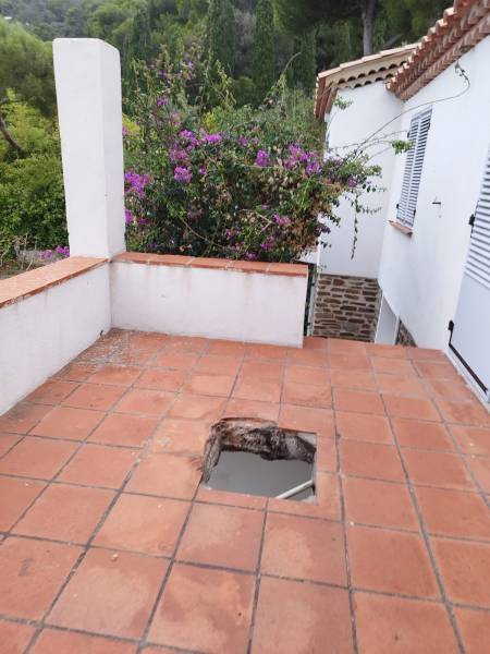 Utilisation d'une rogneuse pour la souche d'un arbre