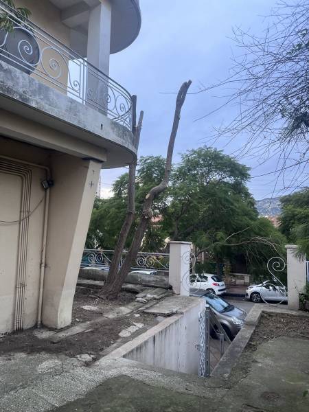 Taille d'un acacia dans un jardin dans le Var