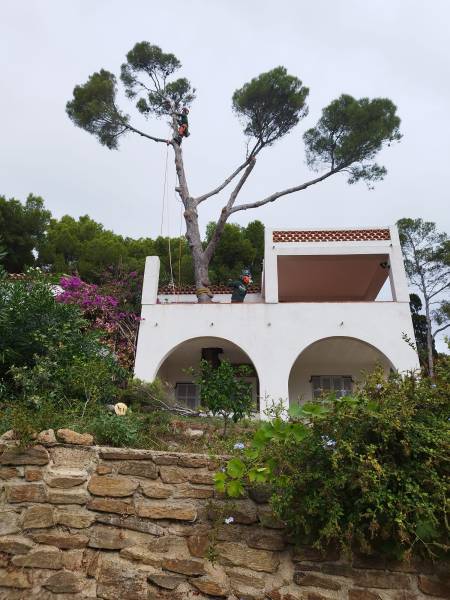 Engager un jardinier expérimenté pour abattre un arbre encastré dans une terrasse à Bormes les Mimosas dans le Var