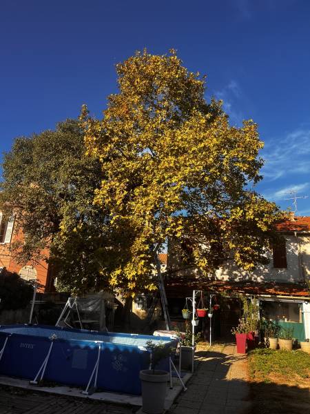 Élagage d'un arbre platane dans le Var