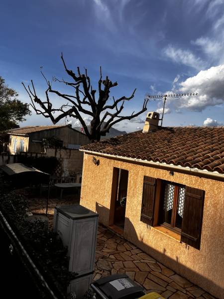 Entretien d'un chêne dans un jardin dans le Var