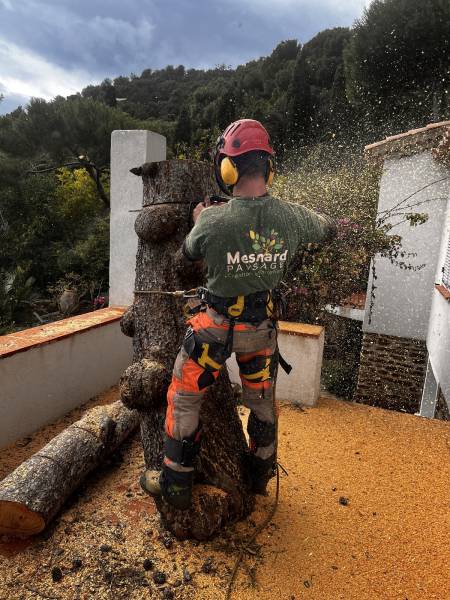 Coupage d'un tronc de pin en différentes sections