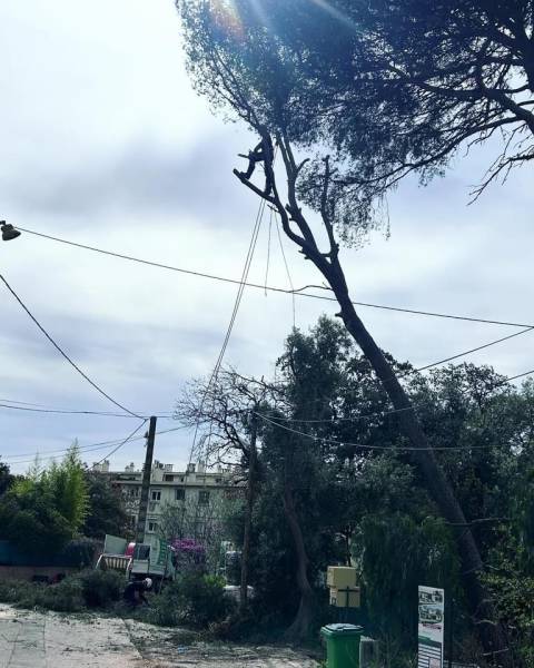 Faire abattre un arbre de grande taille 