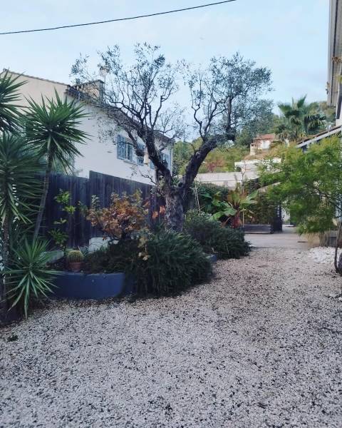 Elagage d'un olivier à Toulon