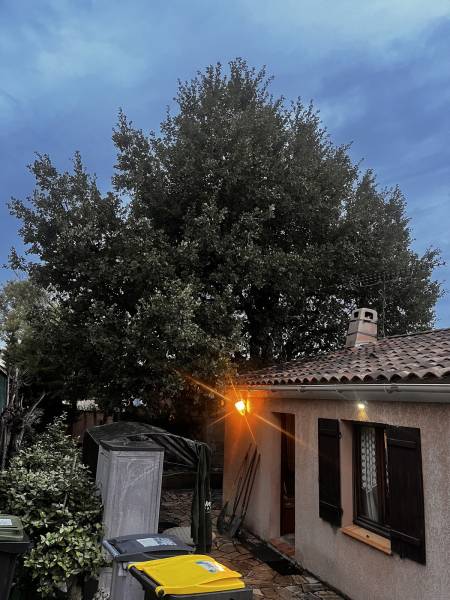 Entretien d'un arbre dans un jardin dans le Var 83