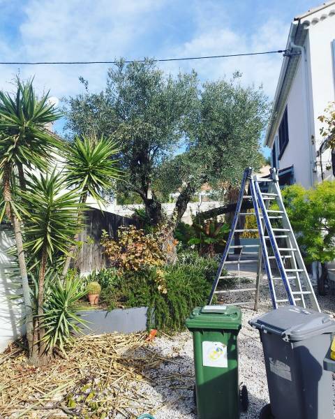 Entretien d'un olivier dans un jardin à Toulon 