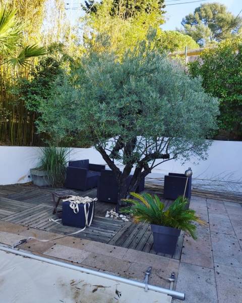 Taille d'un olivier par un paysagiste expert dans le 83