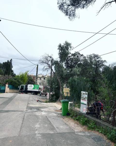 Intervention par notre élagueur grimpeur pour abattre un arbre mort