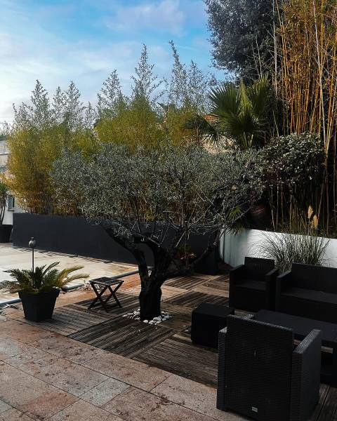 Aménagement extérieur avec la taille d'un olivier