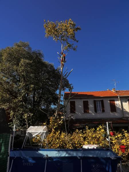 Intervention d'un élagueur-grimpeur expérimenté à Toulon