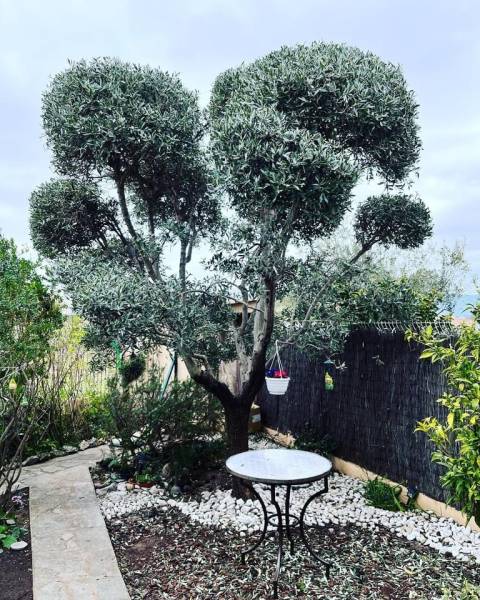 Faire entretenir et tailler un olivier en boules par un jardinier paysagiste à La Crau dans le Var 83