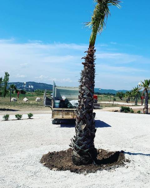 Plantation d'un palmier dans un jardin à Hyères
