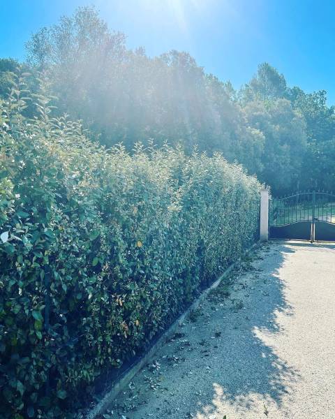 Entretien haie de jardin par un professionnel