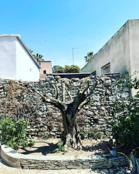 Taille de rabattage d’un olivier dans un jardin à La Garde près de Toulon 83
