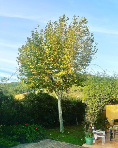 prix et conseils élagage platane dans le Var 83