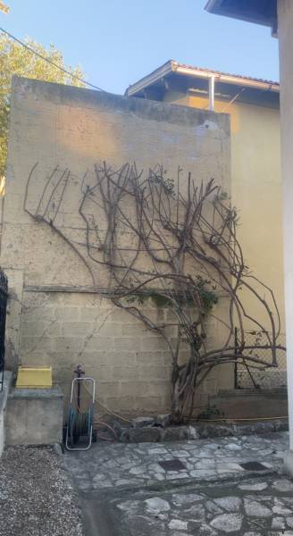Taille d’un bougainvillier dans un jardin à Toulon : nos conseils de jardinier