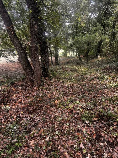 Débrousaillage d'une forêt dans le 83
