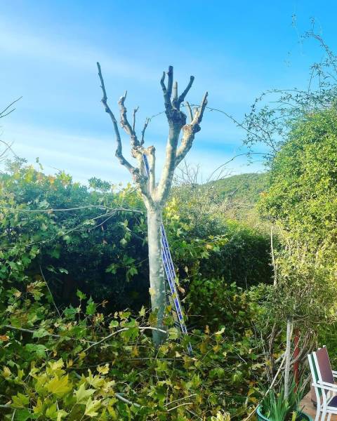 élagage arbre platane par un professionnel à Cuers dans le Var 83