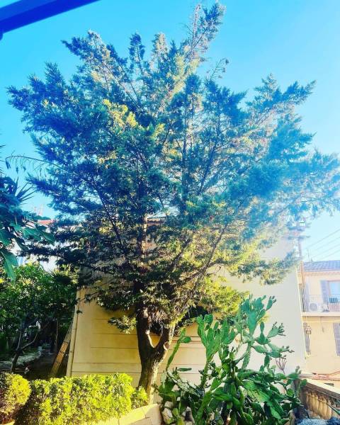 Abattage arbre de taille importante Var