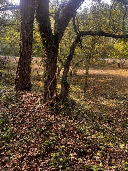 Débroussaillage et crédit d'impôt