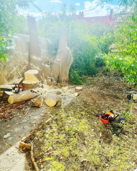 Abattage d'un yucca à Toulon 83