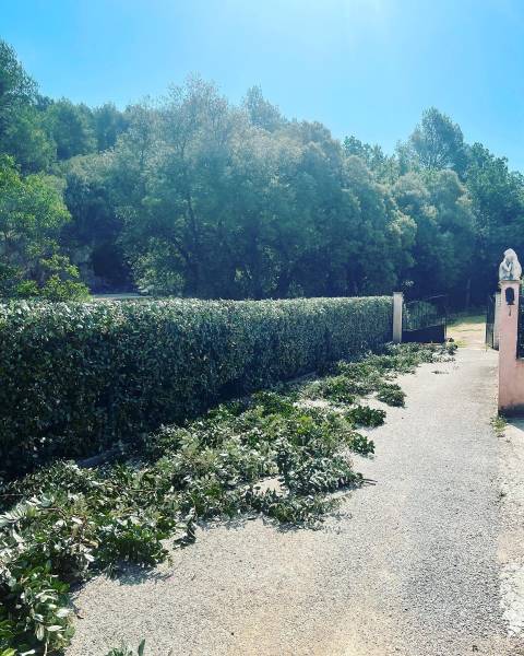 Jardinier pour tailler une haie dans le Var 83