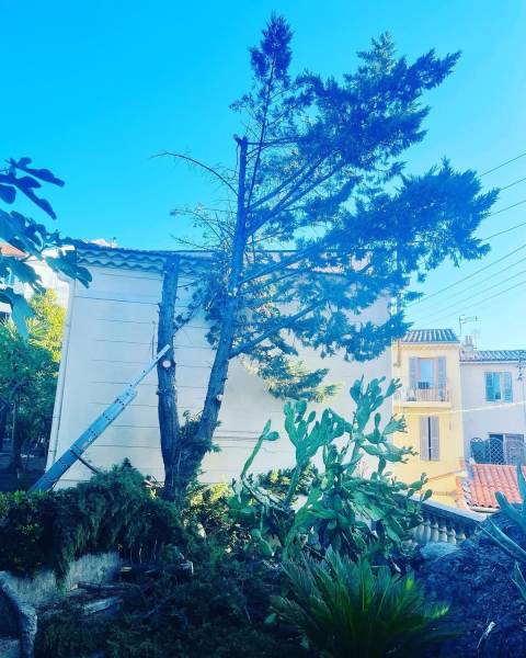 Faire abattre un arbre Toulon 83