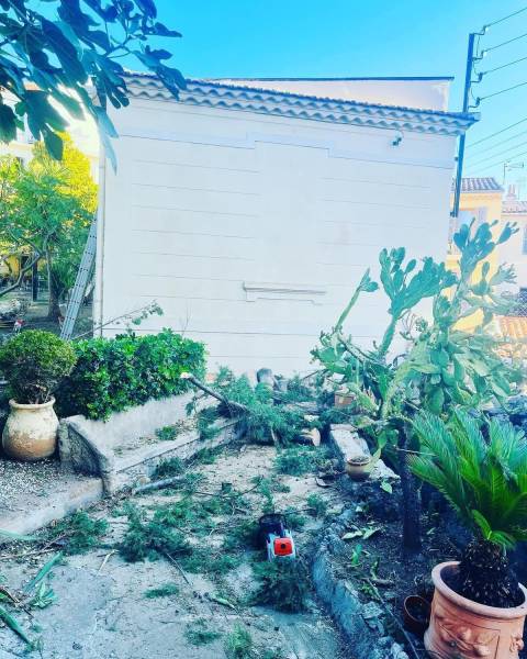 Abattage d'un cyprès dans un jardin près de Hyères