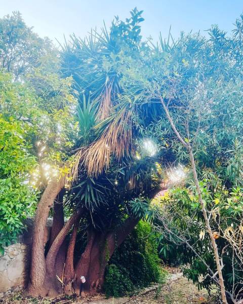 Yucca trop imposant à abattre par un jardinier paysagiste dans le Var