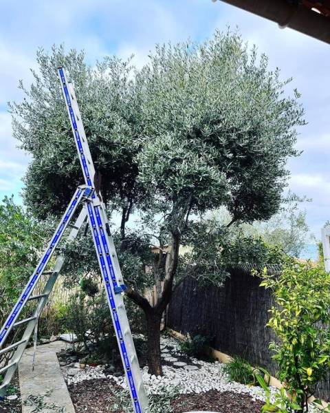 Taille en boules olivier d'ornement dans le Var