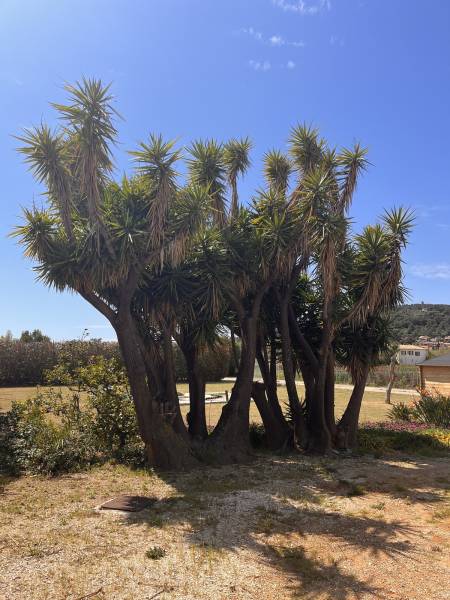 Entretien jardin : taille et élagage yucca à Hyères