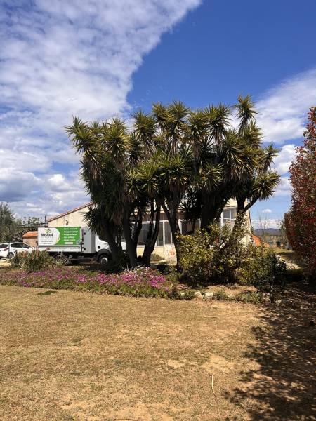 Faire couper un yucca par un paysagiste professionnel